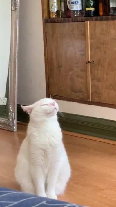 big sniffs