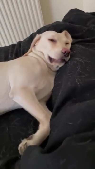 Dreaming of veggies