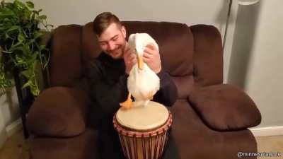 Pato Baterista mano.