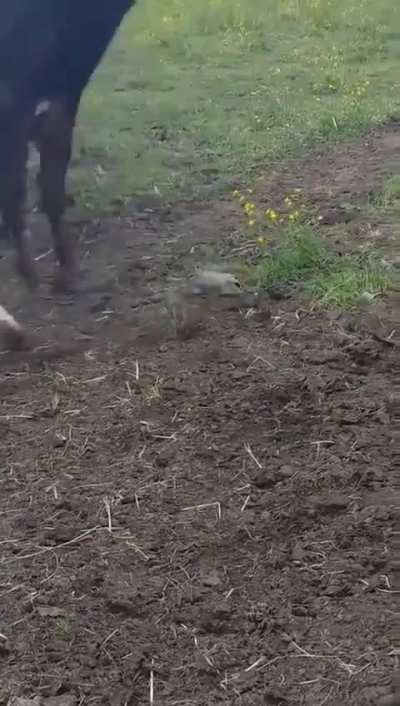 Cow meets turtle