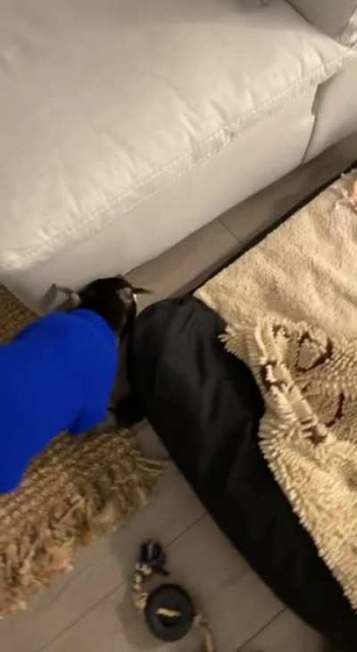 Training a puppy to fetch a pop does not end well
