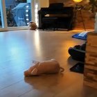 Getting in those daily zoomies 🐷