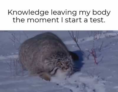 Knowledge is THICCCCC