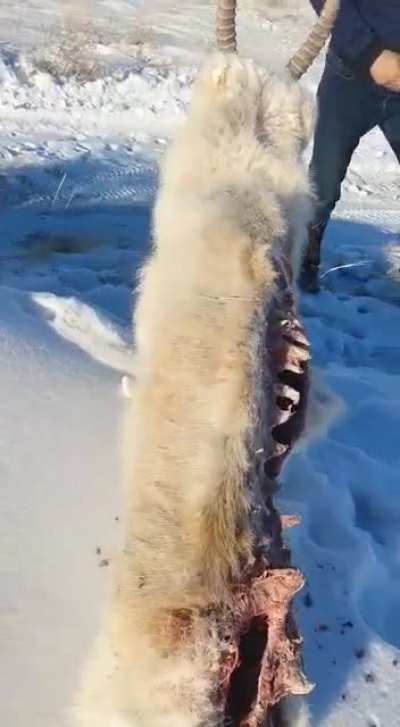 Rekt by cold..