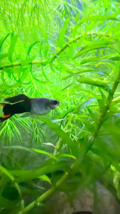 PREGNANT GUPPY??