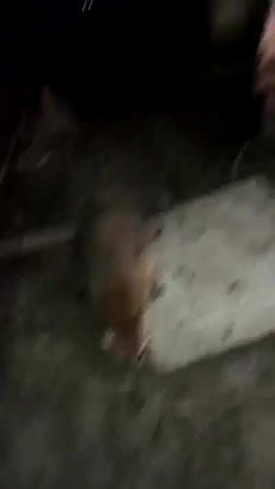 Feeding a raccoon