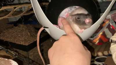 The rats were being so cuddly tonight!