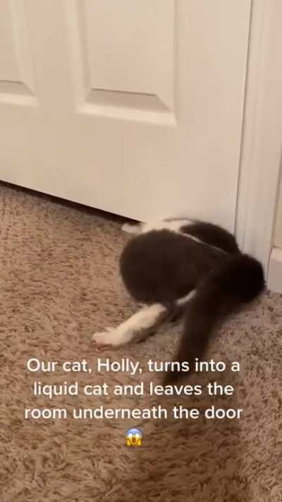 There are actually 5 states of matter liquid, solid, gas, plasma and cat 🤔