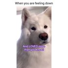 Dont worry hooman