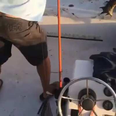 Dude tries to flip and fist fight a gator