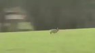 🔥 Rabbit escapes death
