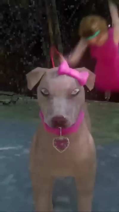 Pitbull named Teeny