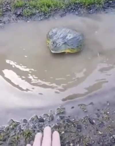 Be cautious when confronting absolute units.