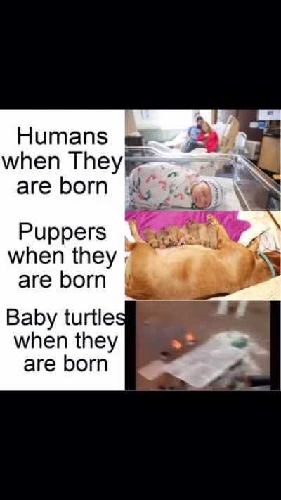 Baby tortles got it rough