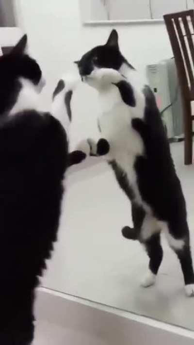 Cats are stupid