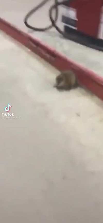 a cute little rat