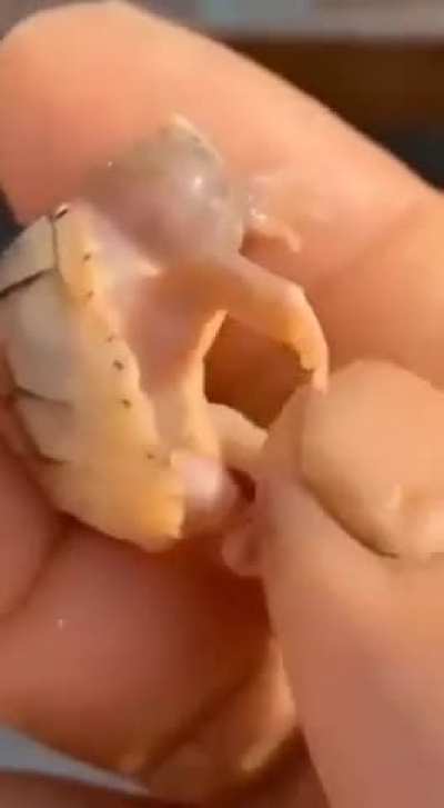 A one-eyed turtle