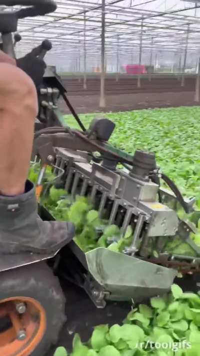 Harvesting radishes