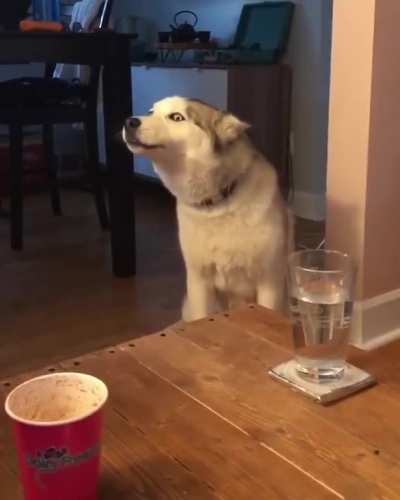 MoonMoon wants some ice cream