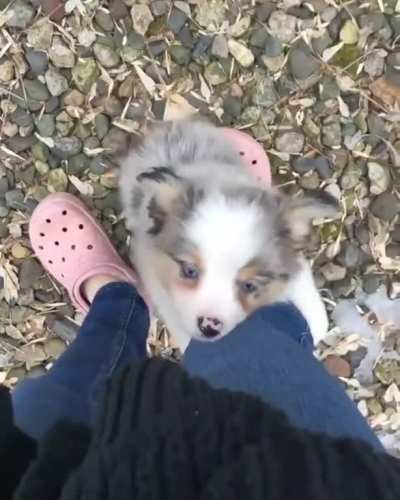 Puppy Love