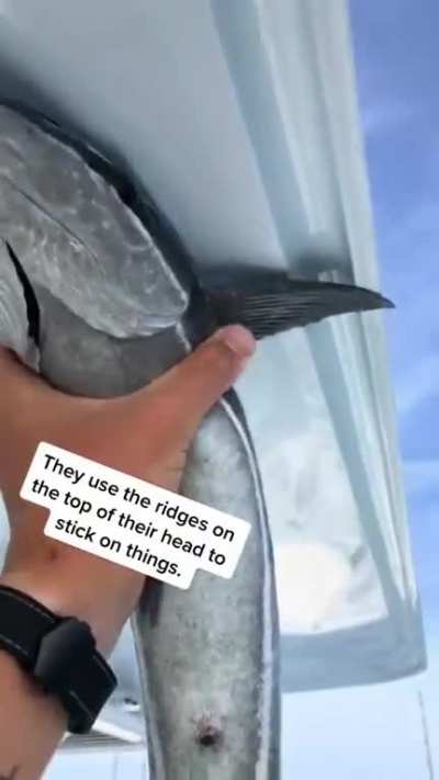Aaand.... There it goes