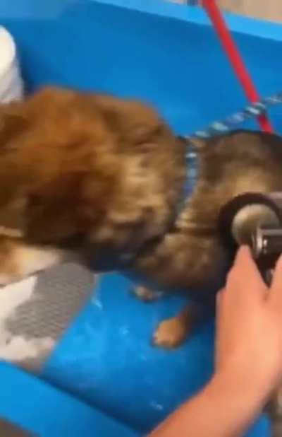 Doggo scream