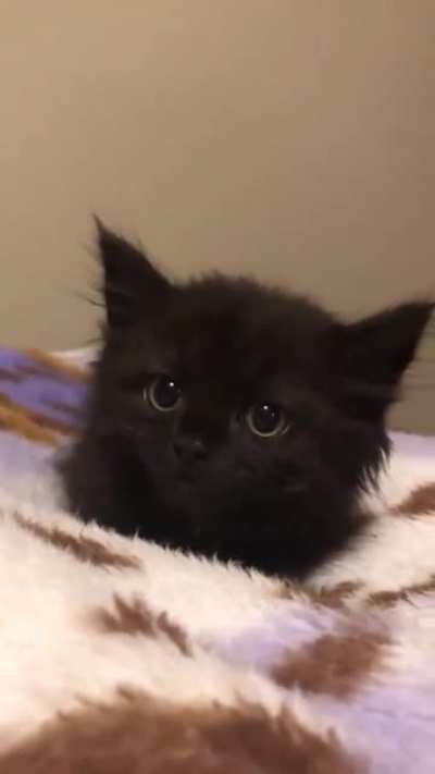 Look at those ears