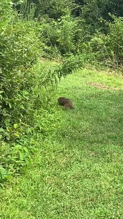 NatureIsFuckingCute
