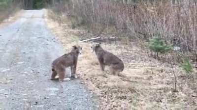 🔥 Imagine Hearing Them at Night Trekking 