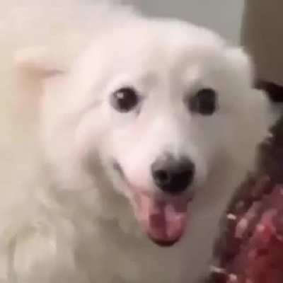 Perro waton