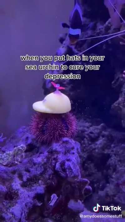 Sea Urchins and their little hats are here to cure your depression!!!