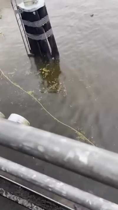 Task failed successfully