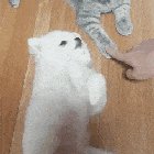 Pet me not the cat