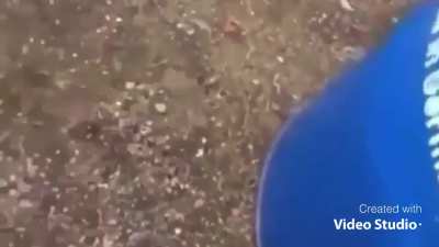 AAAaaa-