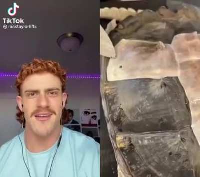I like turtles
