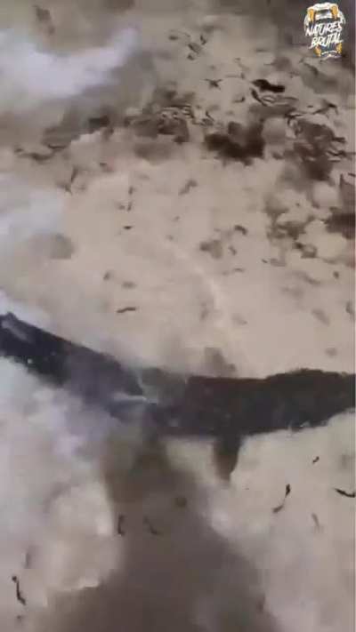 Shark taking a stroll