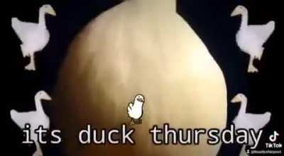 It's duck Thursday