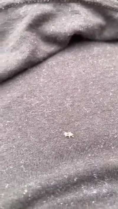 Smol friend
