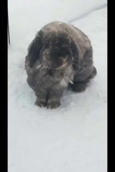 My bunny enjoying herself outside in the snow!