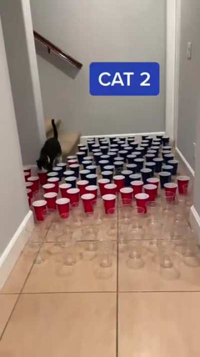 3 types of cat