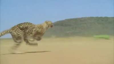 🔥 Cheetah accelerating to over 100 km/h (62.0 mph).