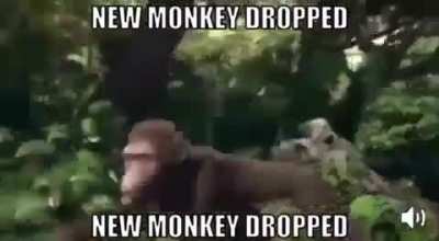 New monke dropped😳🦧🦧🦧