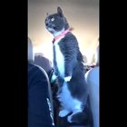 Cat.
