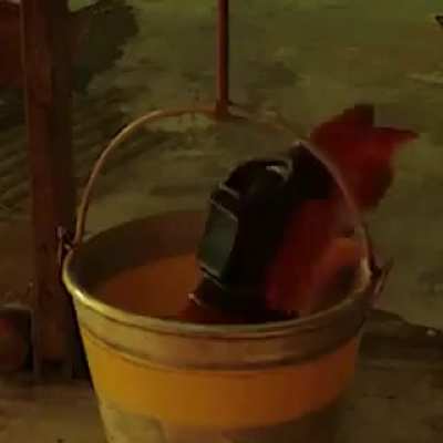 TODOS os gatos