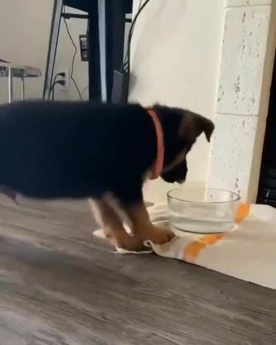 Training doggo to drink from a container