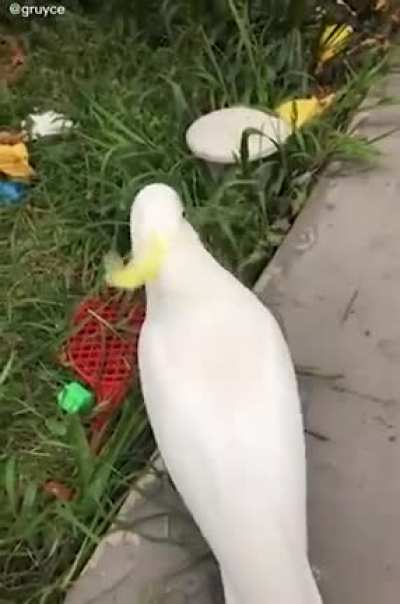 Birb