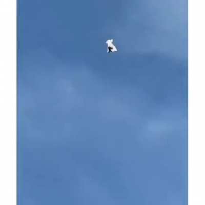 Badass descend of pigeon 