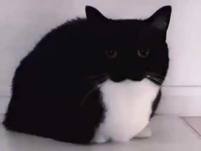 Kitty dance