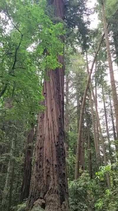 A 283 feet Redwood Tree. Largest of the Henry Cowell Redwood State Park, CA, USA. Compare a man standing next to it!