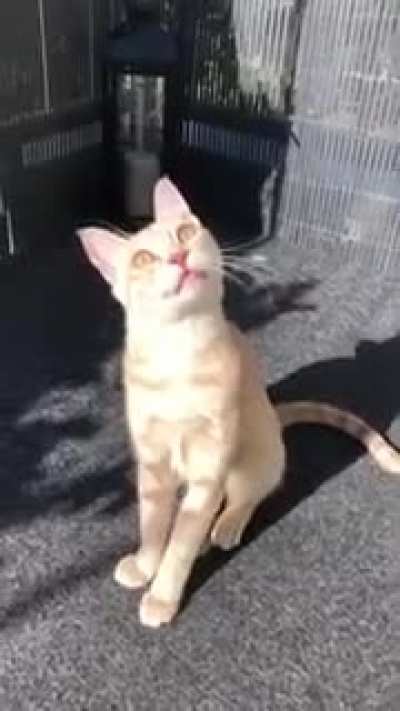 Guys, you won't believe this! A pigeon was on my roof and I couldn't reach it! 😿